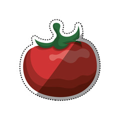Fresh tomato vegetable vector illustration graphic design