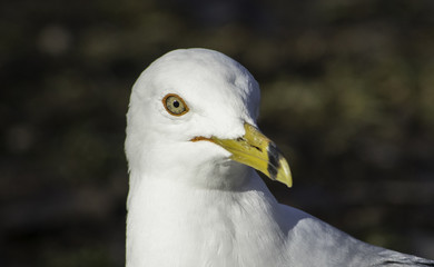 seagull