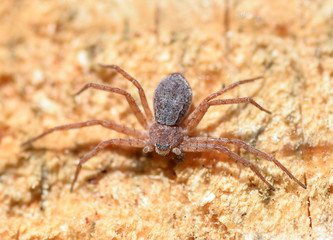 Little  spider on a wooden background, Spider close up. Dangerous insects.