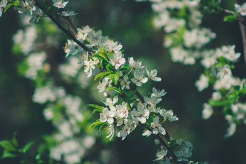 Cherry blossom close up