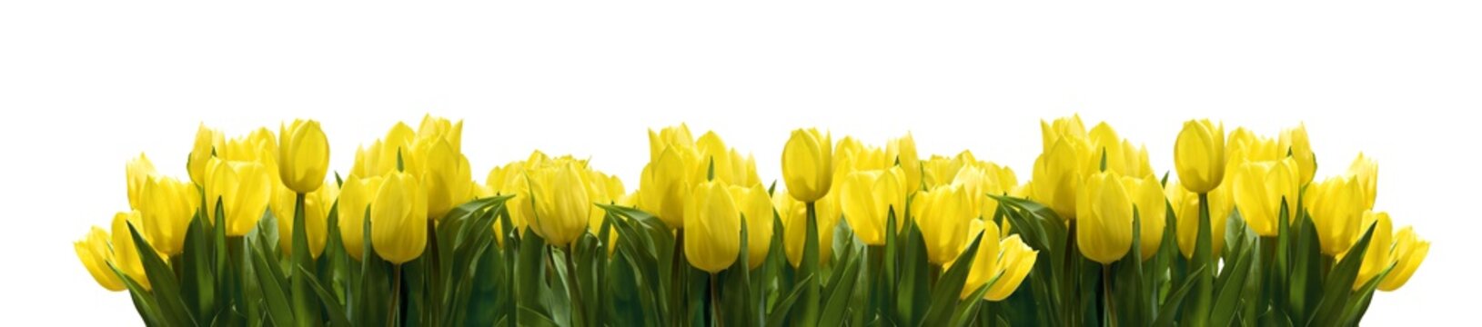 Fototapeta Gelbe Tulpen auf Weiß
