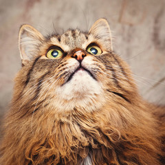 Funny, fluffy gray cat with tongue hanging out