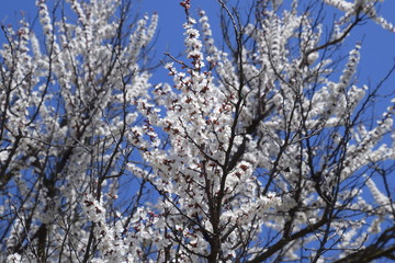 Spring flowering trees. Pollination of flowers of apricot. Blooming wild apricot in the garden