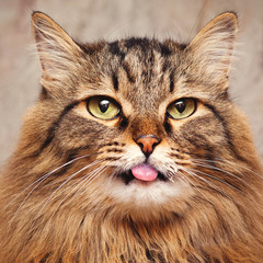 Funny, fluffy gray cat with tongue hanging out