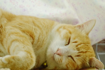 orange cat face portrait sleeping in home