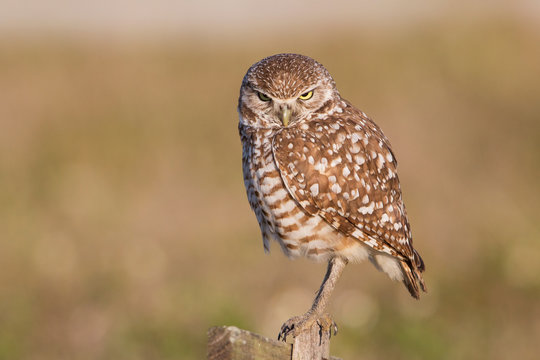 Serious burrowing owl watching at camera (Athene cunicularia), Cape Coral, Florida