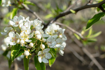 Pear blossom