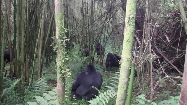Mountain gorilla family group in bamboo