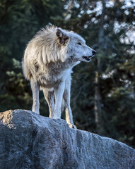 Arctic Wolf standing on rock with trees in background