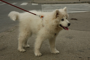 Samoyed puppy posing