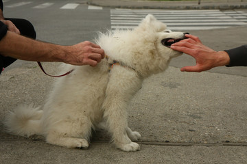 Samoyed puppy playing