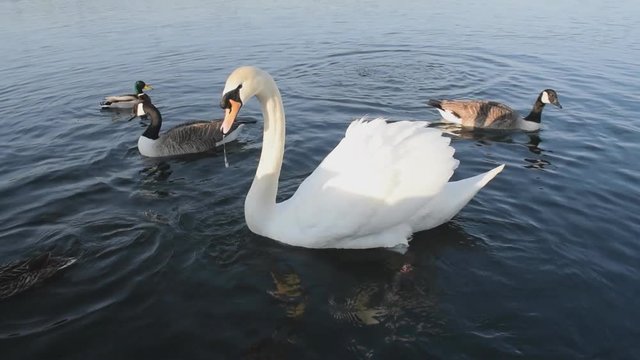 Swan Feeding & Ducks Diving & Swimming Underwater