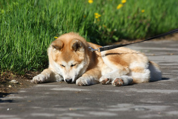 Lazy dog on the sidewalk