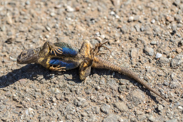Western Fence Lizard (Sceloporus occidentalis) playing dead. Adult Male actor after got caught and turned loose. Santa Clara County, California, USA.