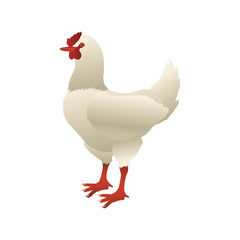 Chicken farm animal vector illustration graphic design