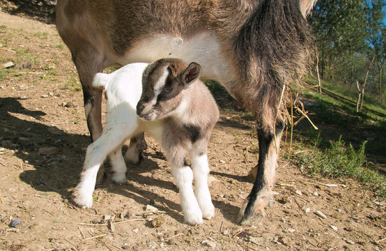 Splendido cucciolo di capra tibetana