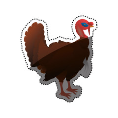 Turkey bird farm vector illustration graphic design