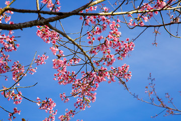 Beautiful pink cherry blossom (Sakura) flower