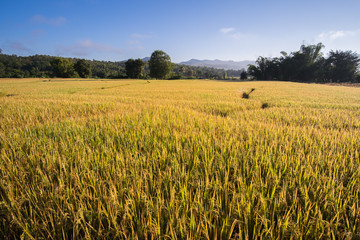 Rice field and blue sky