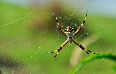 Araña 