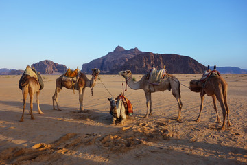 Camels in the desert near Wadi Rum, Jordan