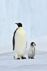 Naklejka na ściany i meble Emperor Penguin with chick
