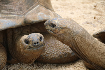 Aldabra Giant Tortoise (Dipsochelys gigantea) / This reptile is the last surviving giant tortoise species, which once inhabited some islands of the Indian Ocean.