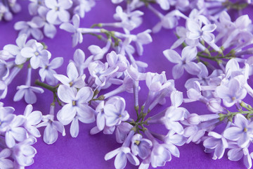 Fototapeta na wymiar Lilacs on a Purple Background