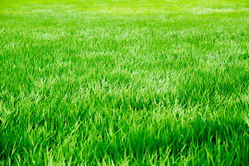 Windy summer green grass rice field.