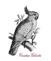 Wildlife engraving of Sulphur-crested cockatoo, high intelligent bird with white feathers , underwing ,tail and crest yellow, black bill, native of Australia and New Guinea