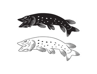 Fototapeta premium pike fish