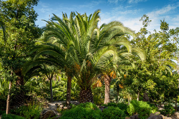Fototapeta na wymiar Palms at Drago park, Tenerife