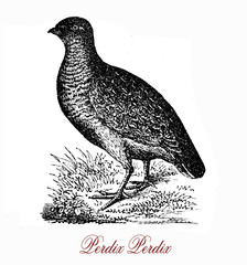Vintage engraving  of grey partridge,grey and brown gamebird listed in threatened species, it is a seed-eating bird, but the young takes insects  as protein supply.