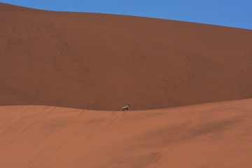 Fototapeta na wymiar Oryxantilope in den Dünen am Dead Vlei (Namibia)