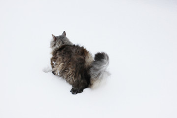 Fototapeta na wymiar fluffy cat in the snow in a strong wind