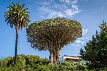 El Drago 1000 years old draceana tree