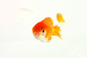  Goldfish in small fish bowl swimming in clear fresh water.