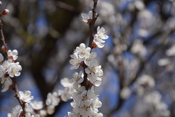 Spring flowering trees. Pollination of flowers of apricot. Blooming wild apricot in the garden