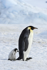 Obraz na płótnie Canvas Emperor Penguin with chick