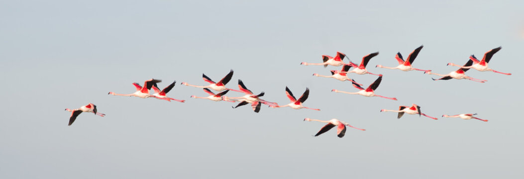 Fototapeta Flamants roses en vol