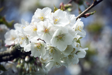 Spring blossom in close-up on tree in sunshine
