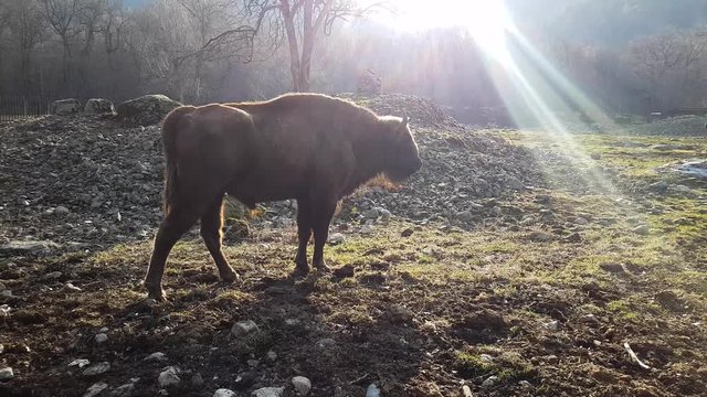 Bison pisses against the backdrop of the setting sun in a natural park.