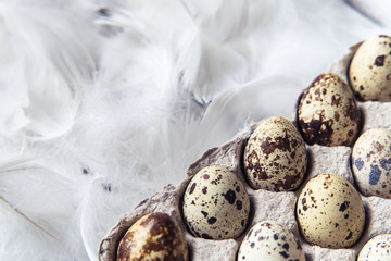 Easter Eggs Life Style Photography