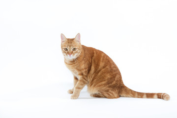 Red cat goes on a white background