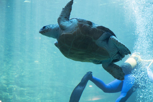 Sea turtle and diver