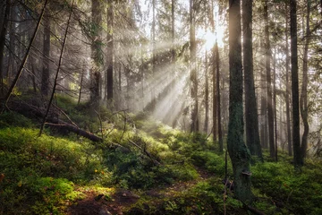 Fototapete Wald Alter magischer Herbstwald mit Sonnenstrahlen.