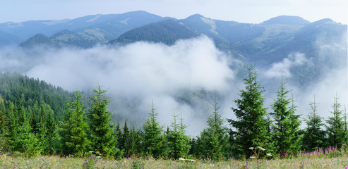 Foggy summer morning in the mountains.