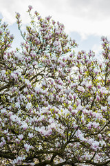 Pink or Purple Magnolia Tree with Blooming Flowers