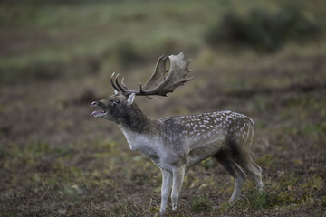 male fallow