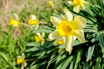 Beautiful yellow spring flowers